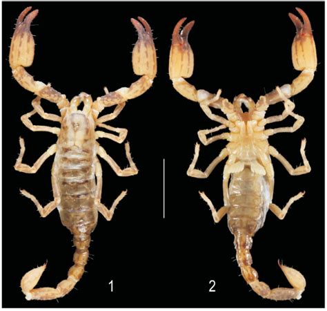 brown scorpion philippines|(PDF) A new species of Chaerilus Simon, 1877 (Scorpiones.